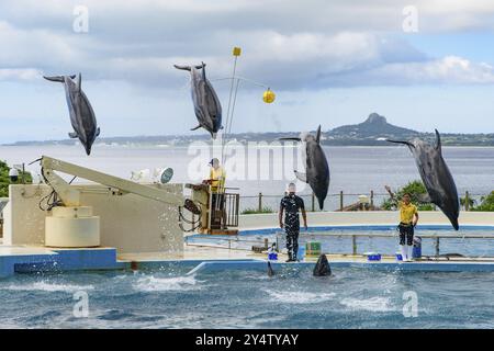 Spettacolo di delfini (teatro Okichan) nell'acquario Churaumi di Okinawa Foto Stock