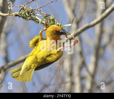 Cape Weaver, Ploceus capensis, una specie di uccelli nidificanti endemica del Sudafrica che costruisce un nido Foto Stock