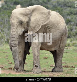 Una mucca elefante africana con vitello allattante nel Parco degli elefanti di Addo, Sudafrica, Africa Foto Stock