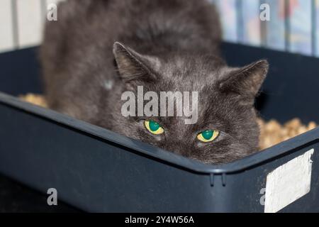 Un gatto nero con occhi verdi sorprendenti è attualmente seduto comodamente in una lettiera, guardandosi intorno con curiosità e grazia Foto Stock