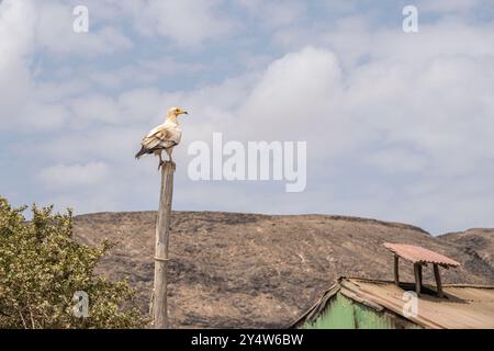 Avvoltoio egiziano (Neophron percnopterus), chiamato anche Vulture Scavenger bianco o Faraoh's Chicken, Etiopia Foto Stock