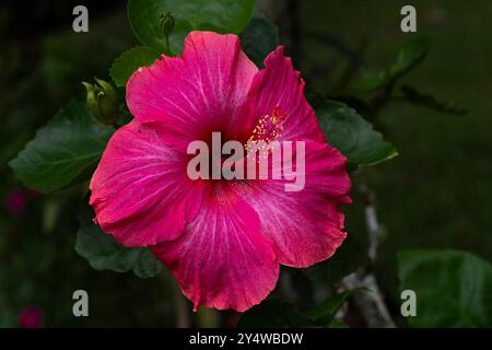 Enorme fiore di ibisco rosso viola Foto Stock