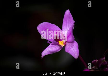 Spathoglottis plicata, orchidea a terra rosa Foto Stock