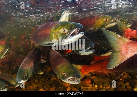 Scuola di salmone di sockeye riproduttore in un affluente del lago Babine nella Columbia Britannica, Canada. Foto Stock