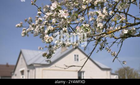 Soleggiata giornata primaverile con rami di meli in fiore e una casa di campagna incorniciata da fiori bianchi Foto Stock