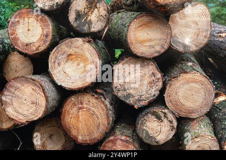 Pila di legno di tronco nel mezzo della foresta, per decorazione e sfondo. Foto Stock