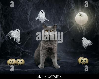 Gatto grigio britannico sullo sfondo di Halloween con luna scintillante, fantasmi e zucche. Divertente gatto di Halloween su sfondo blu scuro con ragnatele. Foto Stock