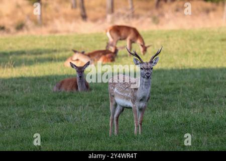 Wildgehege am Forsthaus Hohenroth. Ein Mesopotamisches Damwild Maennchen Männchen steht auf einer Wiese. Sommer im Siegerland AM 19.09.2024 a Netphen/Deutschland. *** Recinto di caccia presso il forester Lodge Hohenroth Un cervo maledetto mesopotamico si erge su un prato estivo nella Siegerland il 19 09 2024 a Netphen Germania Foto Stock