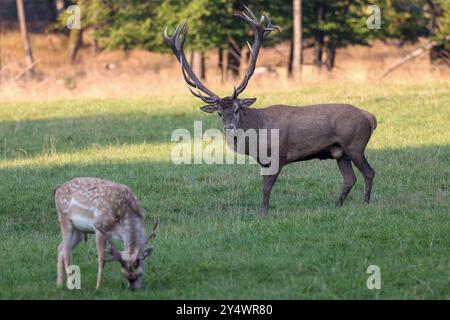 Brunftzeit im Wildgehege am Forsthaus Hohenroth. Ein Rothirsch steht auf einer Wiese. Im Vordergrund steht ein Mesopotamisches Damwild Maennchen Männchen. Sommer im Siegerland AM 19.09.2024 a Netphen/Deutschland. *** Stagione di taglio nella riserva di caccia a Forsthaus Hohenroth Un cervo rosso si erge su un prato in primo piano è un cervo malvagio mesopotamico maschio Estate a Siegerland il 19 09 2024 a Netphen Germania Foto Stock