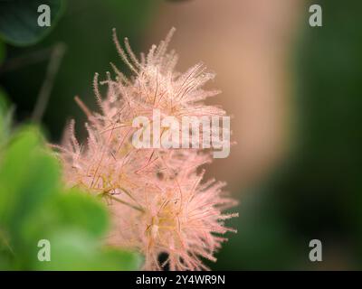 Cotinus Coggygria, European Smoke Tree Foto Stock