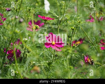 Canons Ashby Gardens, Northamptonshire Foto Stock