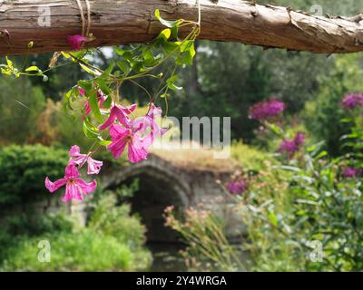 The Mill Garden - English Cottage Garen, Warwick Foto Stock