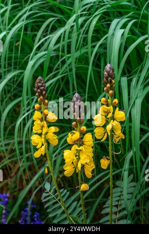 Fiori di senna africana negli English Gardens, Assiniboine Park, Winnipeg, Manitoba, Canada. Foto Stock