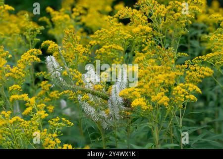 Canada Goldenrod Wildflowers at FortWhyte Alive, Winnipeg, Manitoba, Canada. Foto Stock