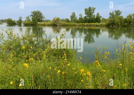 Uno stagno delle zone umide a FortWhyte Alive, Winnipeg, Manitoba, Canada. Foto Stock