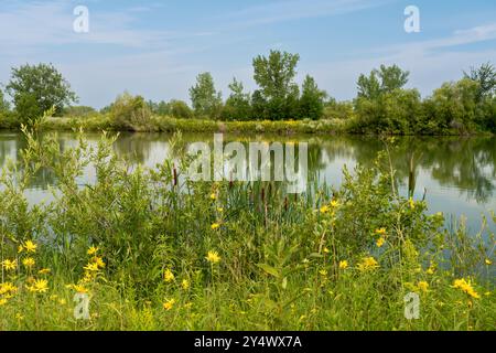 Uno stagno delle zone umide a FortWhyte Alive, Winnipeg, Manitoba, Canada. Foto Stock