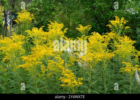 Canada Goldenrod Wildflowers at FortWhyte Alive, Winnipeg, Manitoba, Canada. Foto Stock