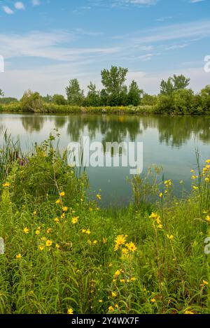 Uno stagno delle zone umide a FortWhyte Alive, Winnipeg, Manitoba, Canada. Foto Stock