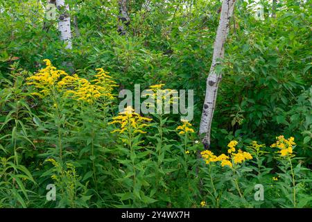 Canada Goldenrod Wildflowers at FortWhyte Alive, Winnipeg, Manitoba, Canada. Foto Stock