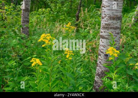 Canada Goldenrod Wildflowers at FortWhyte Alive, Winnipeg, Manitoba, Canada. Foto Stock