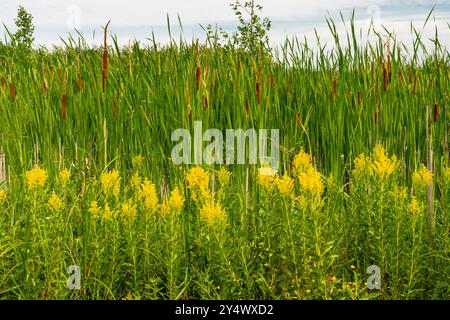 Canada Goldenrod Wildflowers at FortWhyte Alive, Winnipeg, Manitoba, Canada. Foto Stock