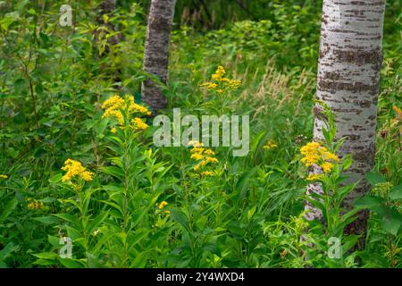 Canada Goldenrod Wildflowers at FortWhyte Alive, Winnipeg, Manitoba, Canada. Foto Stock