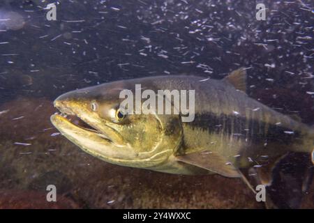 Salmone Chum adulto con colorazione riproduttiva. Foto Stock