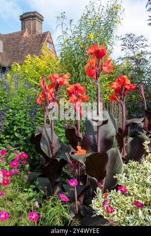 Canna gigli al confine a Great Dixter, East Sussex, Regno Unito Foto Stock
