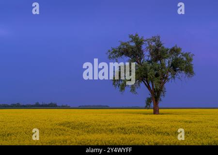 Un albero solitario in un campo di canola in fiore a Myrtle, Manitoba, Canada. Foto Stock