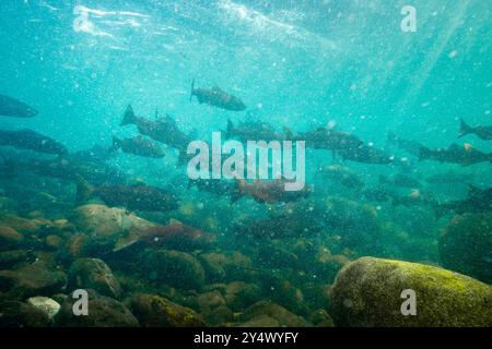 Scuola di salmone Chinook. Foto Stock