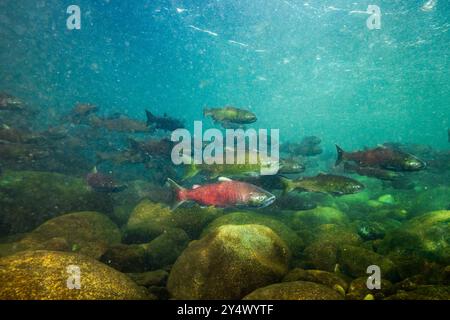 Grande salmone Chinook nel fiume Chilliwack, Columbia Britannica, Canada. Foto Stock