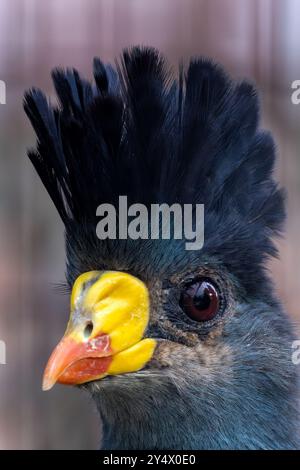 Un ottimo turaco blu si nutre di frutta e foglie. Si trova comunemente nelle foreste tropicali dell'Africa centrale. Foto Stock