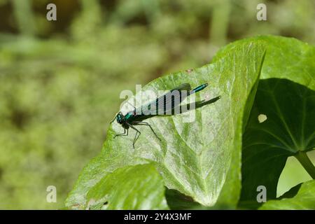 Demoiselle Banded (Calopteryx splendens) Damselfly. Foto Stock