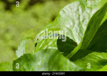 Azure (Coenagrion puella) damselfly Foto Stock