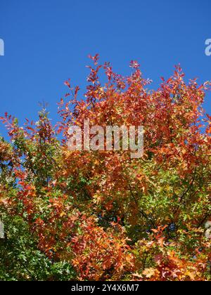 In autunno potrai ammirare foglie d'albero colorate in contrasto durante una passeggiata intorno al porto di bristol Foto Stock