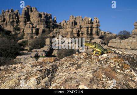 Lucertola Ocellata (Timon lepidus) che prende il sole sulla cima di un cck nel Parco naturale Torcal de Antequera, provincia di Málaga, Andalusia, Spagna. Foto Stock