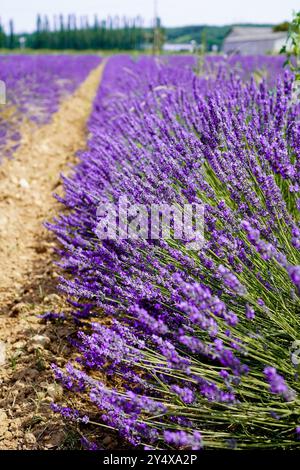Splendido campo di lavanda in Provenza, Francia Foto Stock