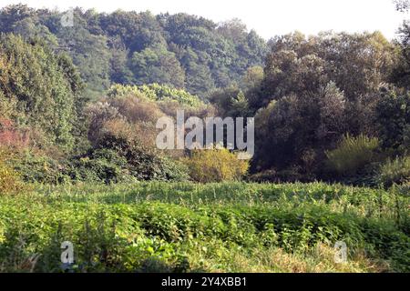 Auenlandschaften im Ruhrgebiet Auenlandschaft und Rückzugsgebiete für viele Tierarten an der Ruhr bei Essen im Herbst. *** Paesaggi alluvionali nell'area della Ruhr paesaggi alluvionali e ritiri per molte specie animali sulla Ruhr vicino a Essen in autunno Foto Stock