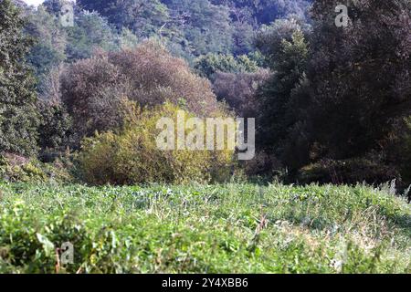Auenlandschaften im Ruhrgebiet Auenlandschaft und Rückzugsgebiete für viele Tierarten an der Ruhr bei Essen im Herbst. *** Paesaggi alluvionali nell'area della Ruhr paesaggi alluvionali e ritiri per molte specie animali sulla Ruhr vicino a Essen in autunno Foto Stock