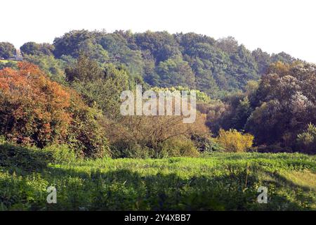 Auenlandschaften im Ruhrgebiet Auenlandschaft und Rückzugsgebiete für viele Tierarten an der Ruhr bei Essen im Herbst. *** Paesaggi alluvionali nell'area della Ruhr paesaggi alluvionali e ritiri per molte specie animali sulla Ruhr vicino a Essen in autunno Foto Stock