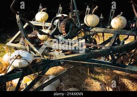 Vecchi macchinari agricoli e zucche bianche presso le fattorie Suyematsu sull'isola di Bainbridge. Foto Stock