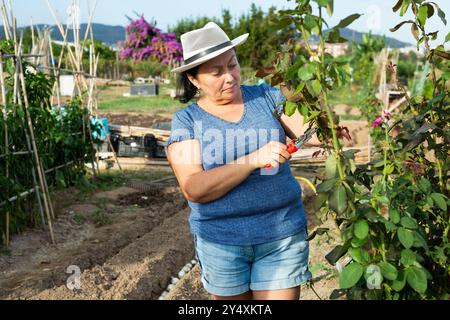 Donna anziana giardiniere dilettante che taglia rami di cespuglio di rosa Foto Stock