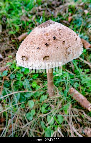 Il fungo Parasol, la procera di Macrolepiota, il corpo fruttifero, un delizioso fungo mangiante, che cresce nella foresta Foto Stock