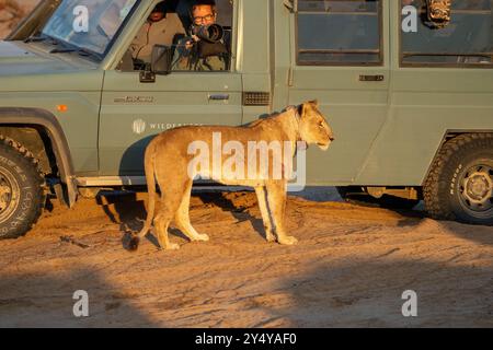 Leonessa adattata nel deserto (Panthera leo) con collare radio in Namibia, Africa Foto Stock