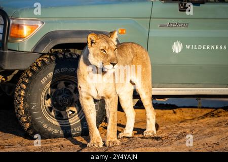 Leonessa adattata nel deserto (Panthera leo) con collare radio in Namibia, Africa Foto Stock