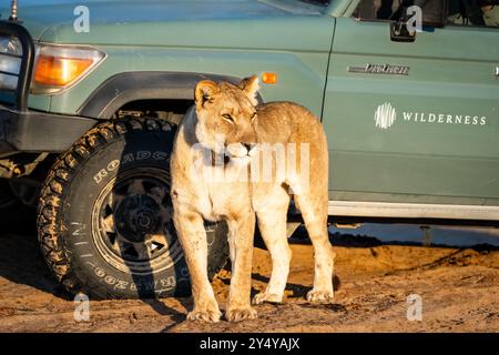 Leonessa adattata nel deserto (Panthera leo) con collare radio in Namibia, Africa Foto Stock