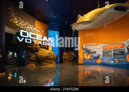 Ocean Voyager al Georgia Aquarium contiene 6,3 milioni di litri d'acqua con squali balena, mante giganti e altre forme di vita marina ad Atlanta, Georgia. Foto Stock