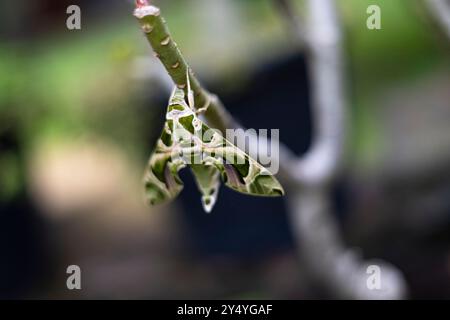 Una falena rustica della Sfinge a riposo su un ramo d'albero, vista frontale. Foto Stock