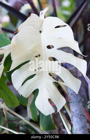 Foglia bianca pura di Monstera Borsigiana Albo variegata nella pentola Foto Stock