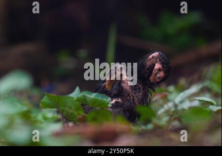 I pulcini di pollo sono bagnati e freddi dopo la pioggia Foto Stock